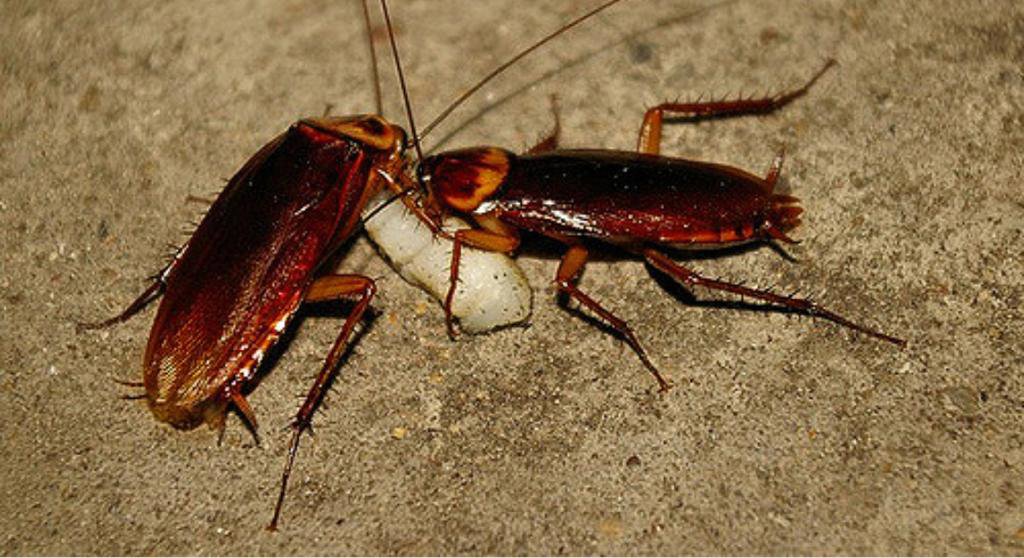 A cockroach carrying an egg case, illustrating pest identification and control needs for Avast Pest Control in Orlando, FL.