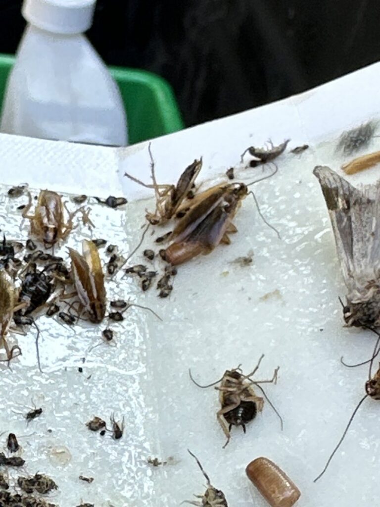 A close-up of a sticky trap filled with dead cockroaches and other insects from Elite Pest Control in Maple Grove, MN.