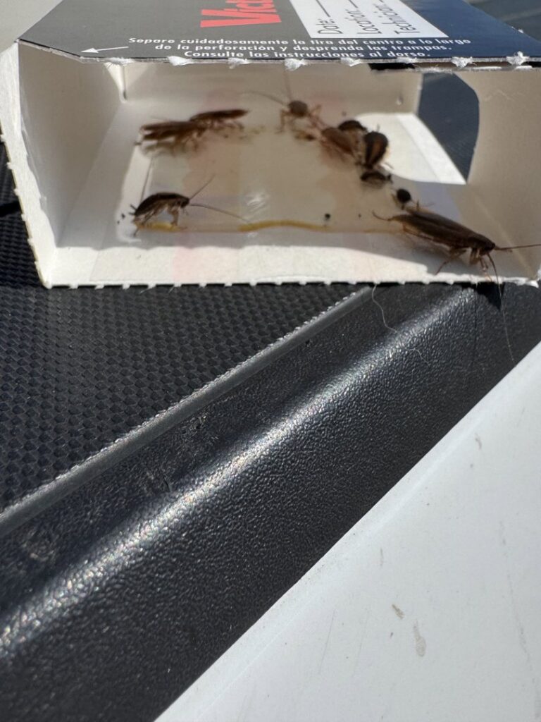 Cockroaches caught in a glue trap during a pest control job by Superior Pest Management in Kannapolis, NC.