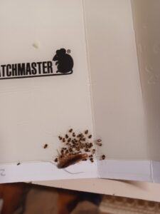 Several cockroaches and small insects caught in a glue trap, demonstrating effective pest control by A Better Way Pest Solutions LLC in Rock Hill, SC