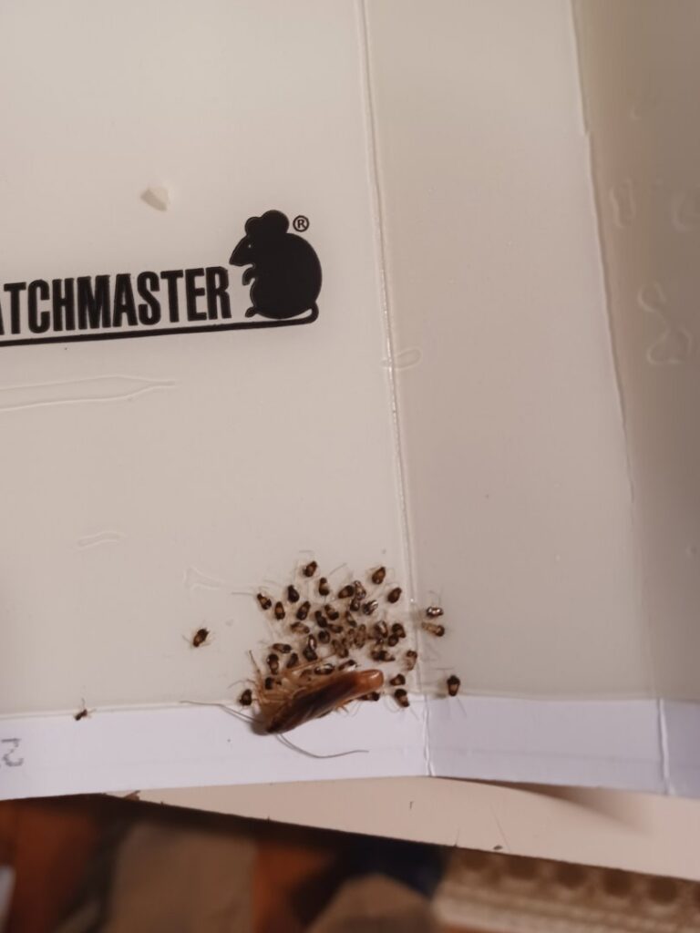 Several cockroaches and small insects caught in a glue trap, demonstrating effective pest control by A Better Way Pest Solutions LLC in Rock Hill, SC