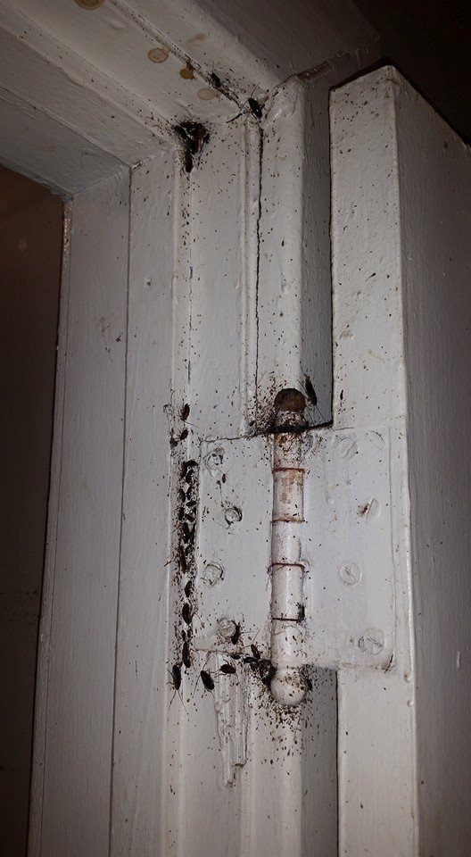 Cockroaches and droppings around a door hinge and frame, indicating a pest infestation treated by Sellers Pest Control in Summerville, SC.
