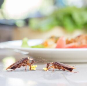 Two cockroaches eating food on a kitchen table, a common pest issue addressed by Fearless Exterminator in Miami, FL