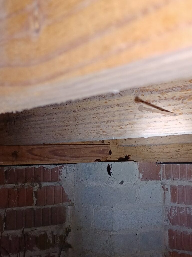 Cockroaches and other insects visible in a crawl space, showing a pest infestation addressed by A Better Way Pest Solutions LLC in Rock Hill, SC
