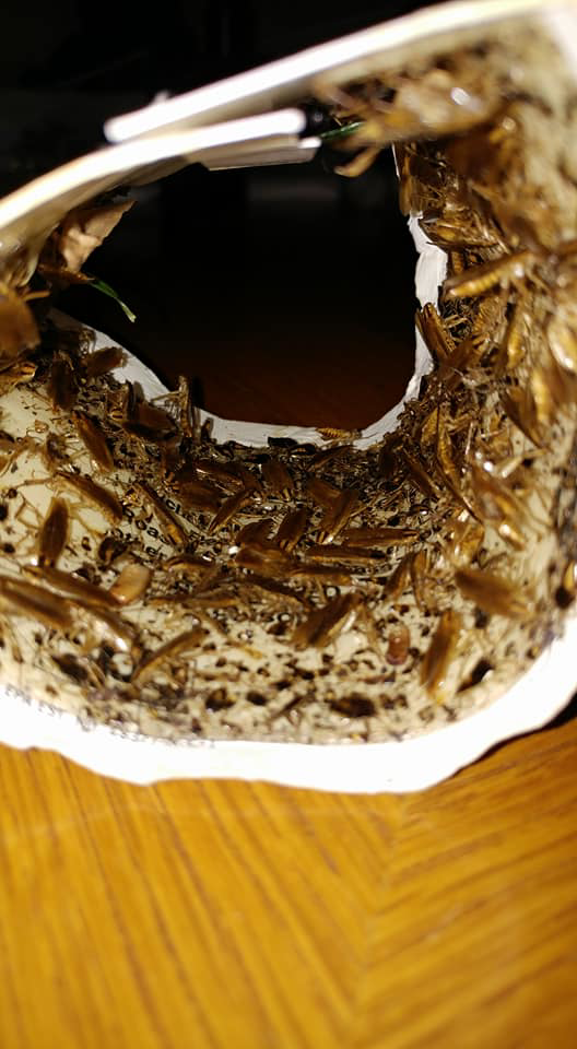 A container filled with numerous dead cockroaches, indicating effective pest control services from Weldon Termite & Pest Control Inc. in Champaign, IL.