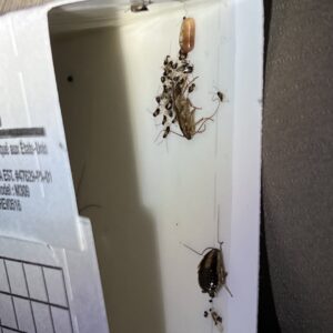 Cockroaches and nymphs caught inside a pest trap, demonstrating pest control efforts by BBK Pest Control in Dallas, TX.