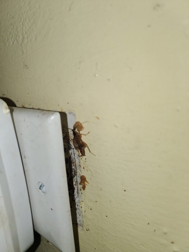 Cockroaches visible near an electrical outlet, indicating a pest infestation addressed by Milltown Pest Control LLC in Derry, NH.