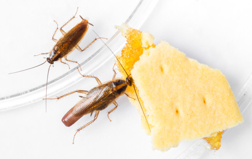 Two cockroaches on a cracker, illustrating a pest problem addressed by Franklin Pest Solutions Michigan City in Lafayette, IN.