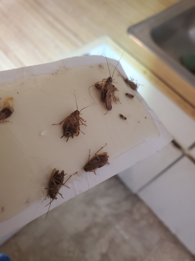 Cockroaches caught on a glue trap, demonstrating effective pest control by Magnolia Pest Management in Charleston, SC.