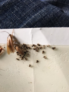 Multiple cockroaches and nymphs caught on a sticky trap, demonstrating pest activity for Bugstoppers Pest Control in Elizabeth, NJ.