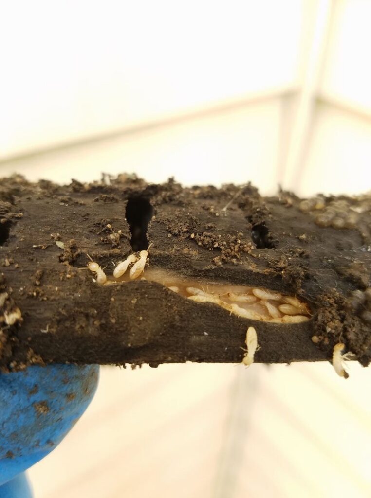 Numerous cockroaches caught on a sticky trap, demonstrating effective pest control by ClearCut Pest Control Inc. in High Point, NC.