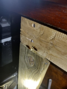 Two cockroaches crawling on a wooden beam, showing a pest problem that Apex Pest & Critter Control LLC in Akron, OH can resolve.