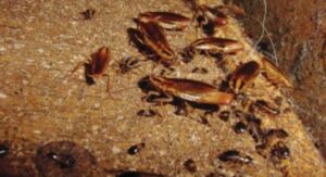 Several cockroaches visible on a wooden surface, indicating a pest infestation addressed by Avast Pest Control in Orlando, FL.