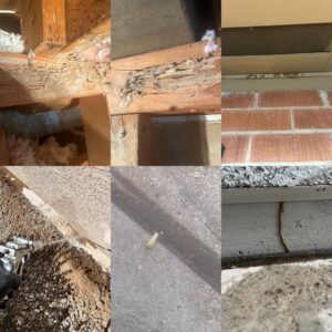 A collage showing termite damage, mud tubes, and pest treatment application by Steadfast Pest Control in Queen Creek, AZ.