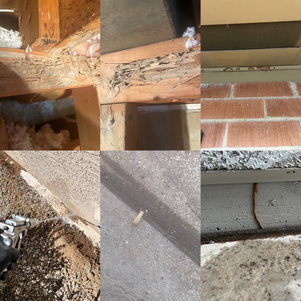 A collage showing termite damage, mud tubes, and pest treatment application by Steadfast Pest Control in Queen Creek, AZ.