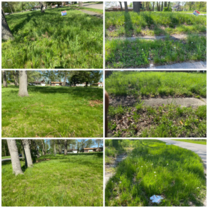 A collage of various lawns, some overgrown and others neatly maintained, demonstrating work by Riley's Lawn Care Service in South Bend, IN.