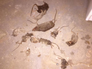 A collection of dead rats on a concrete floor after a successful extermination service by Trenton Rat Control in Trenton, NJ.