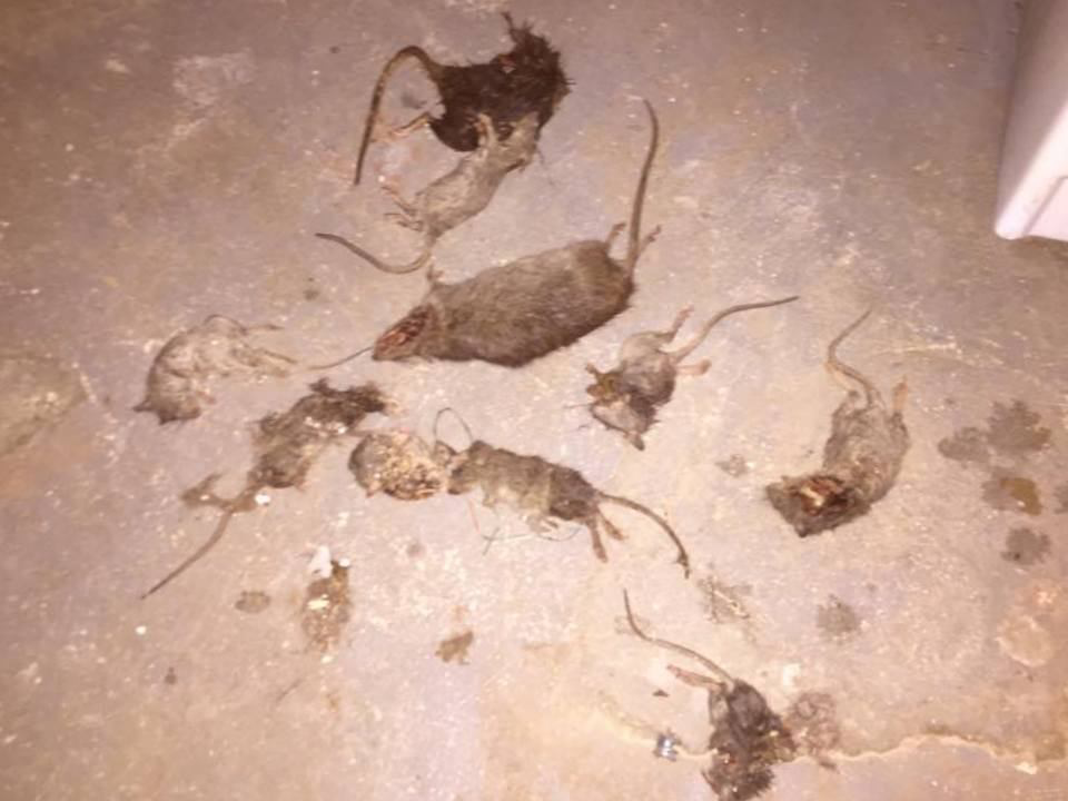 A collection of dead rats on a concrete floor after a successful extermination service by Trenton Rat Control in Trenton, NJ.