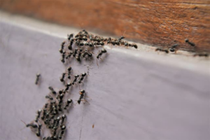 A large colony of ants crawling on a wall, indicating a pest problem, addressed by Midwest Pest Control in East Peoria, IL.