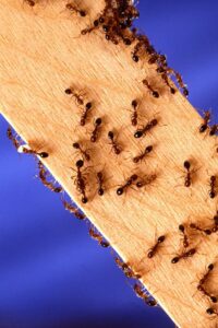 A colony of ants crawling on a wooden surface, representing a common pest issue handled by Eco-Safe Pest Control in Dallas, TX