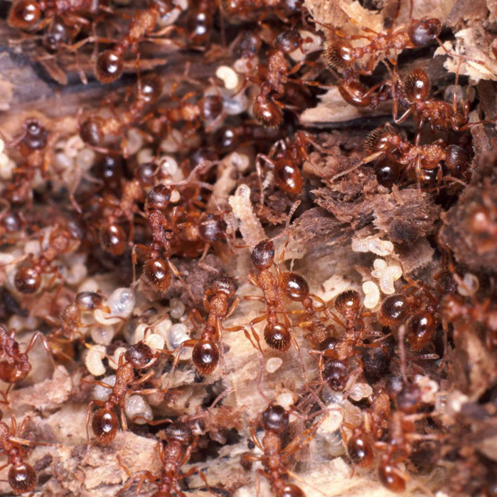 A close-up view of a colony of red ants with eggs, showing a pest control problem for B & C Exterminating in West Seneca, NY.