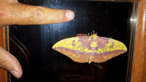 A colorful moth on a window, representing a wildlife or pest issue for Practical Pest Solutions and IPM Consultants LLC in Ellabell, GA.