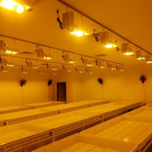 Commercial grow lights installed on the ceiling by Red Earth Electric LLC in Oklahoma City, OK.