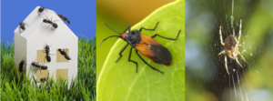 A collage of common household pests including ants on a house, a box elder bug, and a spider, addressed by Bozeman Pest Control in Bozeman, MT.