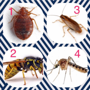 A collage of common pests including a bed bug, wasp, cockroach, and mosquito, addressed by WilTec Solutions in Williston, ND.