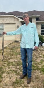 Heavily contaminated and matted attic insulation, indicating a severe wildlife infestation requiring remediation by Good Riddance Rodents in North Austin, TX.