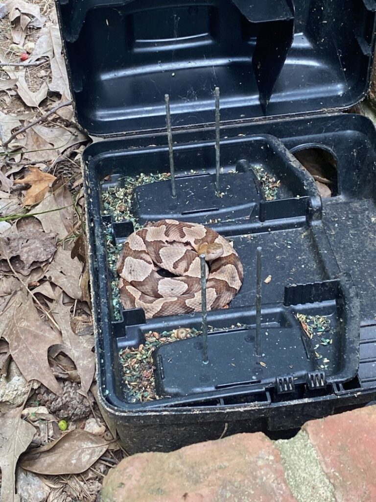 A copperhead snake caught inside a wildlife control trap by Massey Services, Inc. in Melbourne, FL.