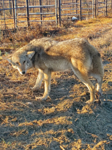 A coyote caught in a trap in a field, demonstrating wildlife control services by ACB Wildlife Control in Memphis, TN.