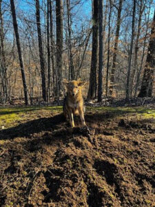 A coyote standing on a dirt mound in a wooded area, representing wildlife control services by Southern Pest Mgmt in Johns Creek, GA.