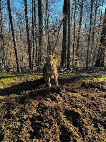 A coyote standing on a dirt mound in a wooded area, representing wildlife control services by Southern Pest Mgmt in Johns Creek, GA.