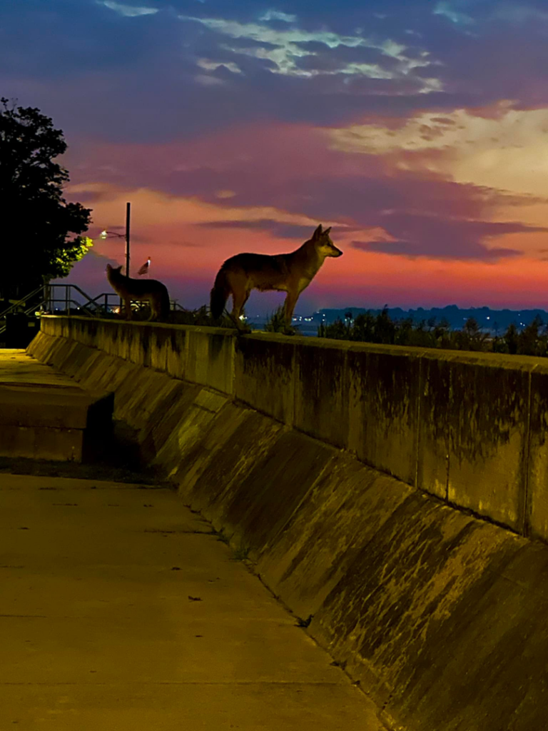 Two coyotes standing on a concrete wall at sunset, representing wildlife control services by Ya Bugging Pest Solutions in Quincy, MA.