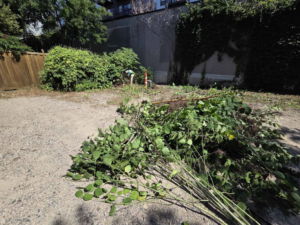 A Grounded Earth crew member clearing overgrown brush and weeds from a property in Minneapolis, MN.