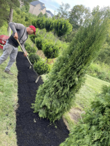 A King Lawn Care crew member spreading fresh black mulch in a garden bed in Alexandria, VA.