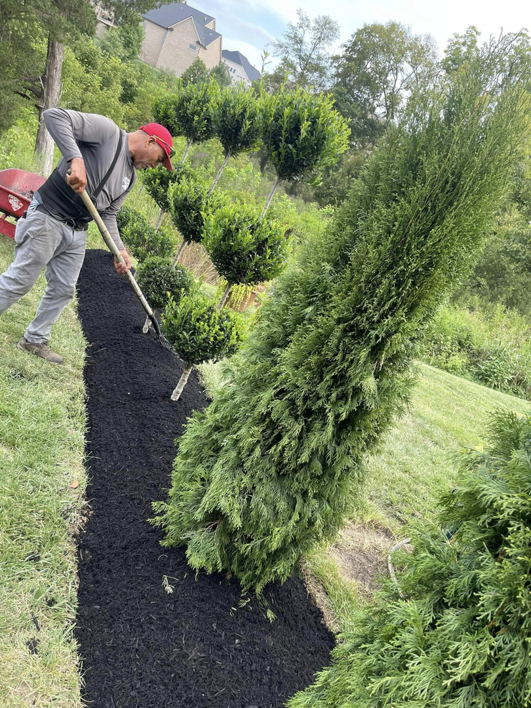 A King Lawn Care crew member spreading fresh black mulch in a garden bed in Alexandria, VA.