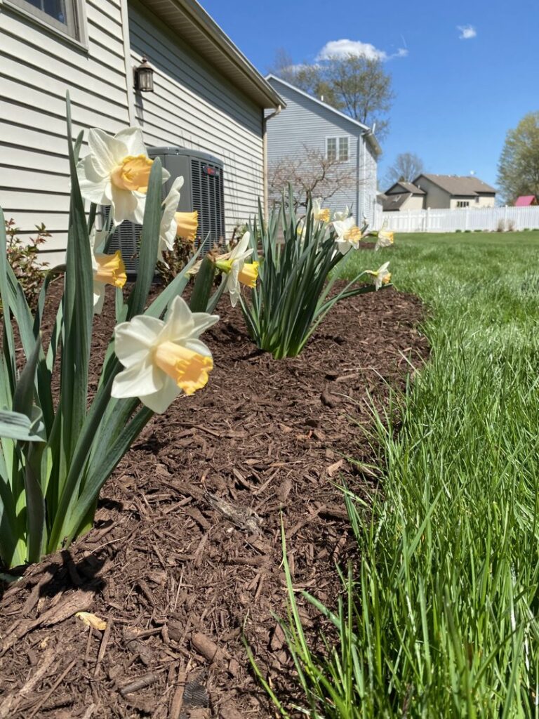 Beautiful daffodils blooming in a freshly mulched garden bed, showcasing the results of Roots Lawn Care Solutions in Granger, IN.
