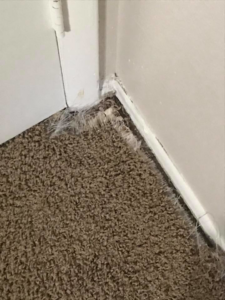A close-up view of a damaged and frayed carpet corner needing repair by Magic Wand Services in Wichita, KS