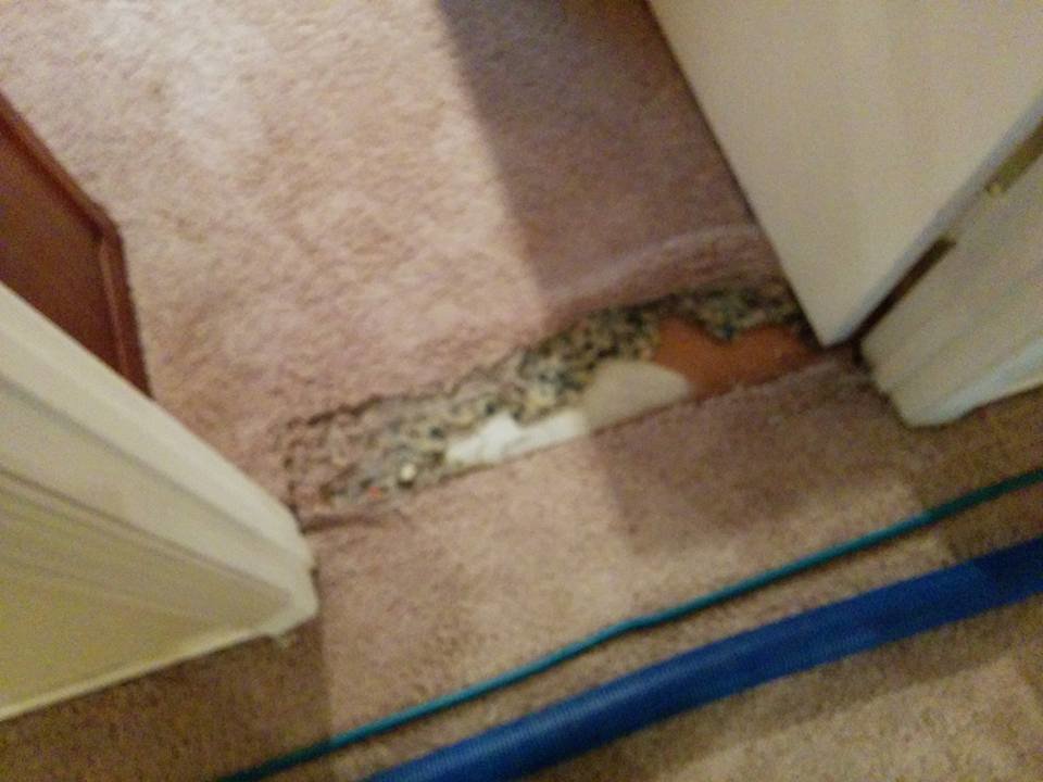 Damaged carpet at a doorway showing padding, indicating a need for repair by All Dimension Floor Care in Lenexa, KS.