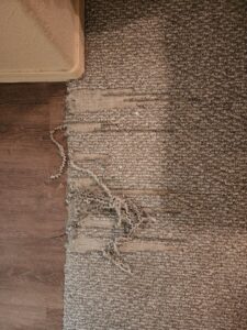 A damaged carpet edge with frayed fibers next to a hard floor, requiring repair by Tucson Carpet Repair & Cleaning in Tucson, AZ.