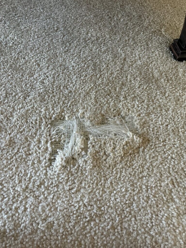 A close-up of a damaged carpet with a large tear and exposed backing, requiring repair from Mr. Carpet Cleaning Orlando, FL.