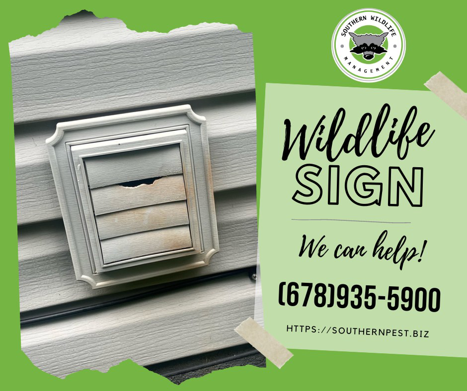 A damaged dryer vent cover on a house, indicating a potential wildlife entry point, addressed by Johns Creek - Alpharetta Pest Control in Johns Creek, GA.