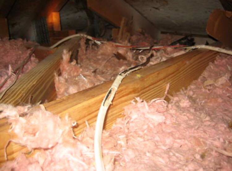 Damaged electrical wiring and insulation in an attic, showing rodent chewing activity for Puget Sound Rodent Exclusion Specialist in Seattle, WA.