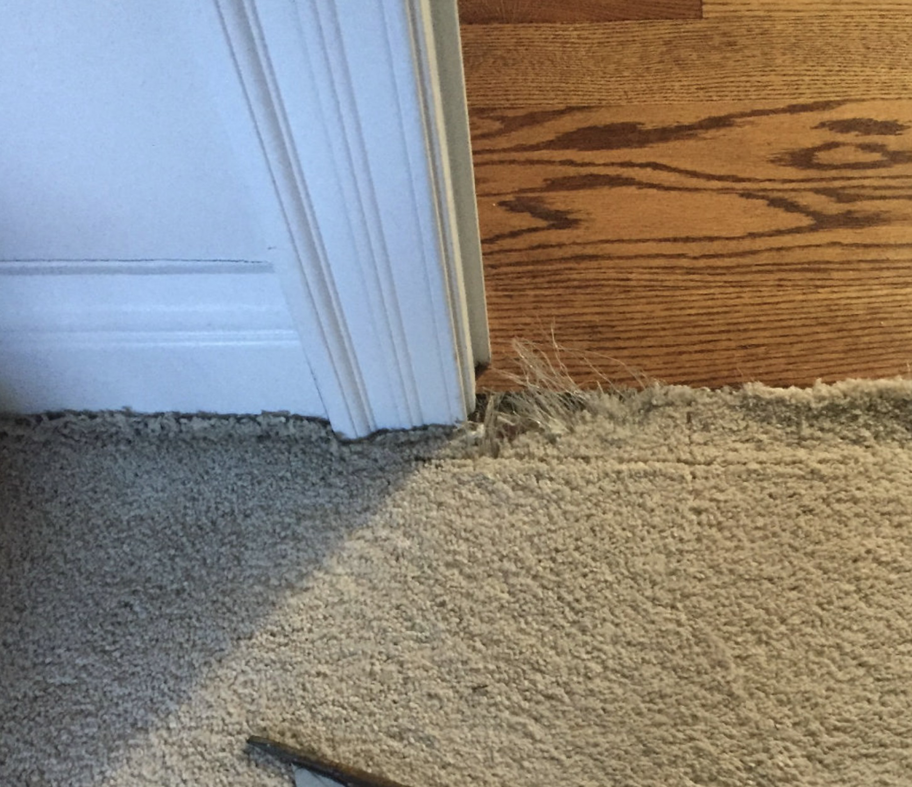 Damaged and frayed carpet near a doorway needing repair by Everlush in Castle Rock, CO.