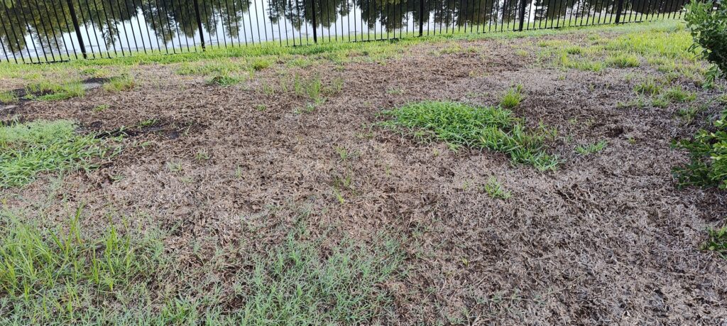 A severely damaged and unhealthy lawn showing signs of pest or disease problems, requiring treatment from Grass Monkey Pest Control in Tampa, FL.