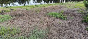 A severely damaged and unhealthy lawn showing signs of pest or disease problems, requiring treatment from Grass Monkey Pest Control in Tampa, FL.