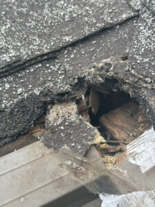 Damaged roof shingles with a visible hole, indicating a potential wildlife entry point, inspected by KC Pest Experts in Olathe, KS.