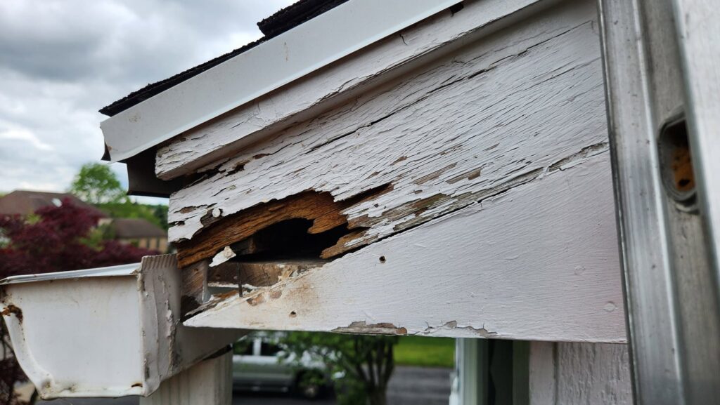 Damaged soffit and fascia on a house, indicating a potential wildlife entry point, addressed by Armstrong's Wildlife Solutions in Rochester, NY.
